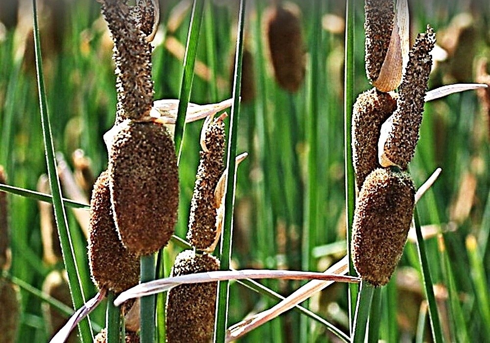 Typha minima - orobinec nejmenší, doutníček na okraj jezírek