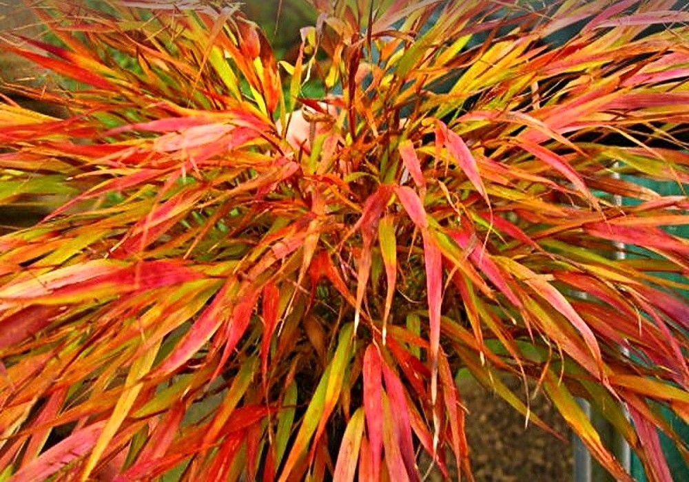 Hakonechloa macra Nicolas - hakonechloa, rákosík