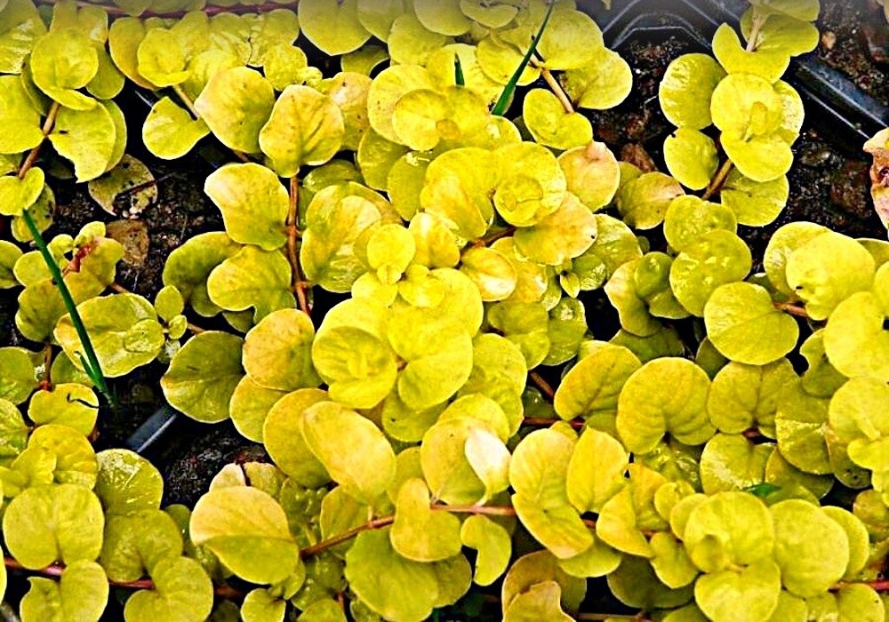 Lysimachia nummularia Aurea - vrbina do bažinky