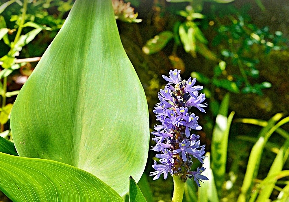 Pontederia  - modráska, vodní kráska s dlouhou dobou kvetení