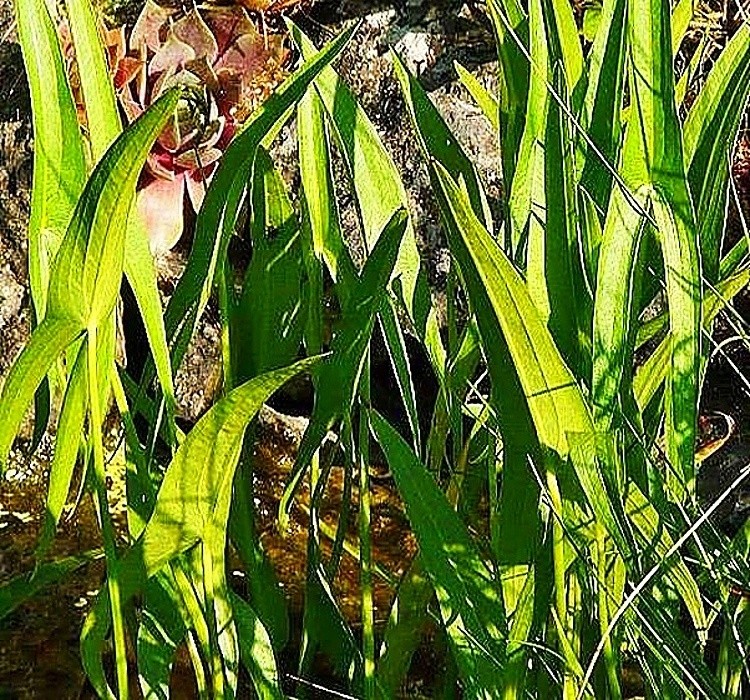Sagotaria sagittifolia - šípatka střelolistá vyrůstá ze dna jezírek