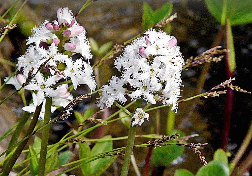 Menyanthes trifoliata - květ vachty trojlisté