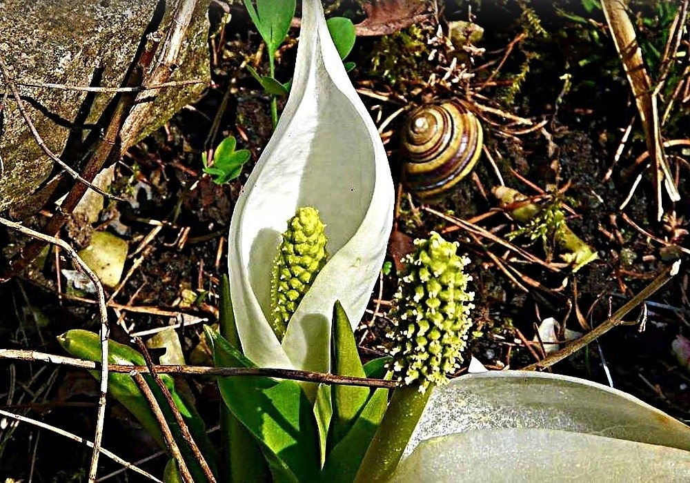 Lysichiton camtschatcensis - lysichiton, kapsovec kamčatský rostlina do vlhka