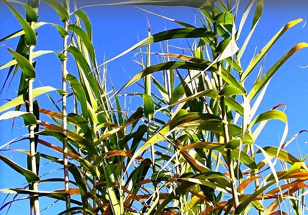 Arundo donax, arundo ve své majestátní výšce