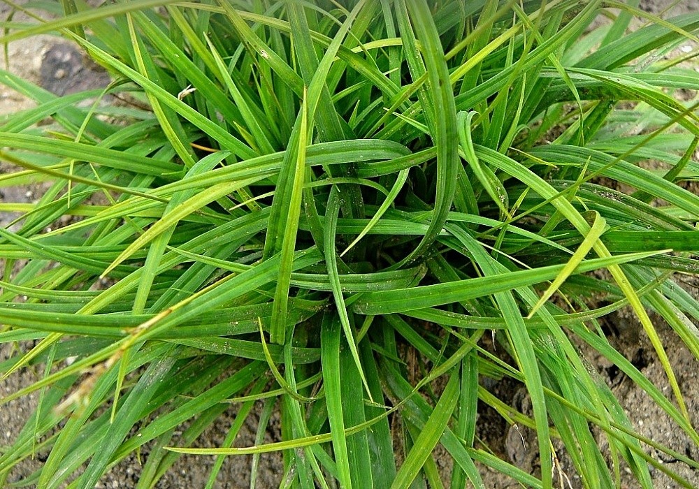 Carex humilis, nízká forma ostřice