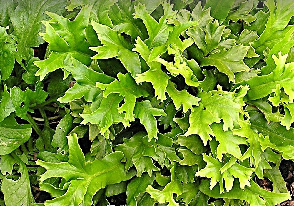 Phyllitis scolopendrium Cristatum - vysoce dekorativní kultivar jeleního jazyku