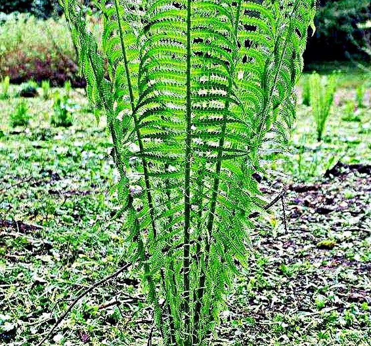 Mateucia struthiopteris - velmi okrasný, ale plevelivý pérovník pštrosí