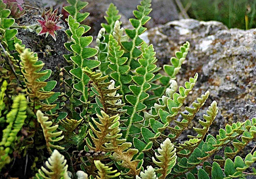 Ceterach officinarum - hledaná krásná kapradina - kyvor