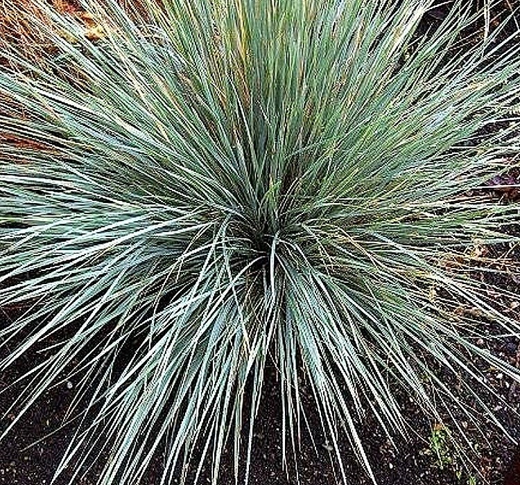 Avena sempervirens - krásná travina, ovsíř