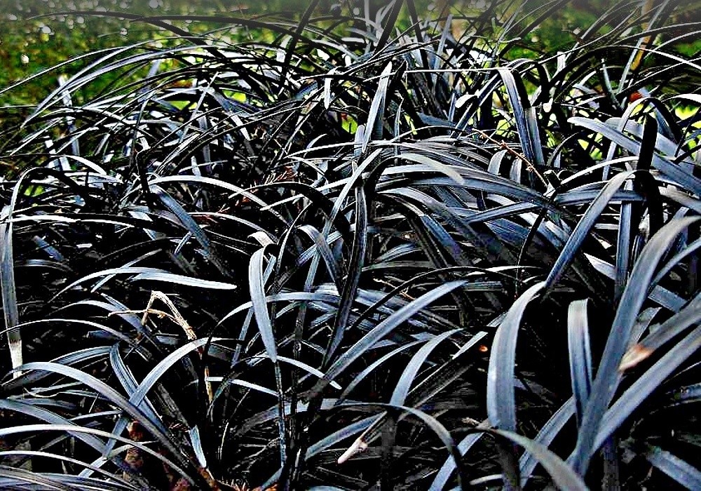 Ophiopogon planiscapus Nigrescens, sedoulek