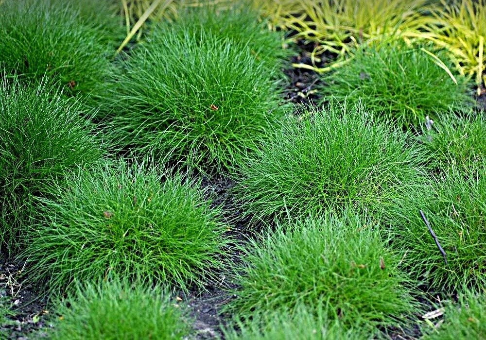 Kostřava medvědí - Festuca scoparia Pic Carlit