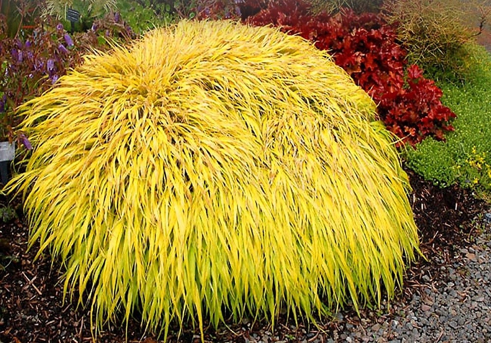 Celý zlatožlutý rákosík - Hakonechloa macra Sp.