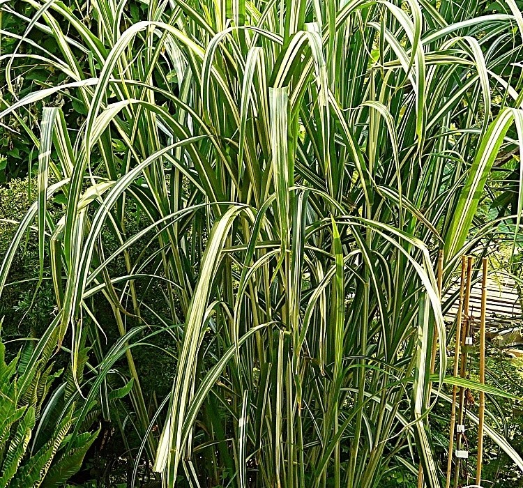 Miscanthus sinensis Cabaret - miskantus, ozdobnice