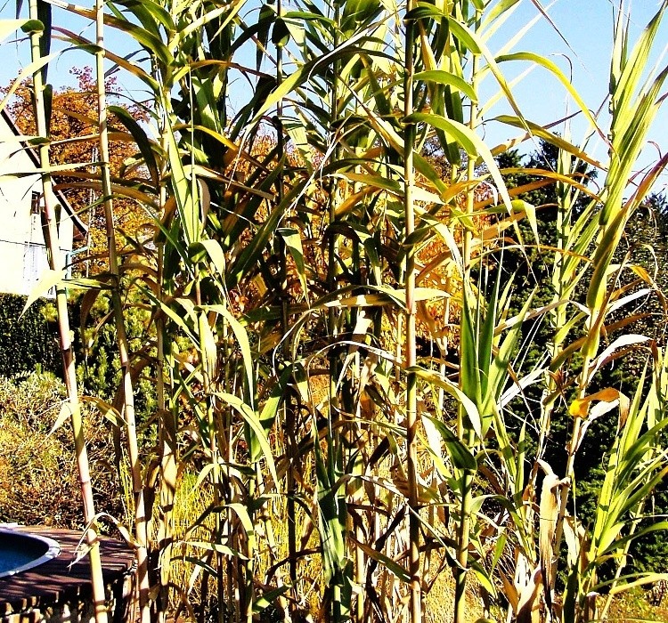 Arundo donax - vysoké arundo, česky někdy nazývané trst