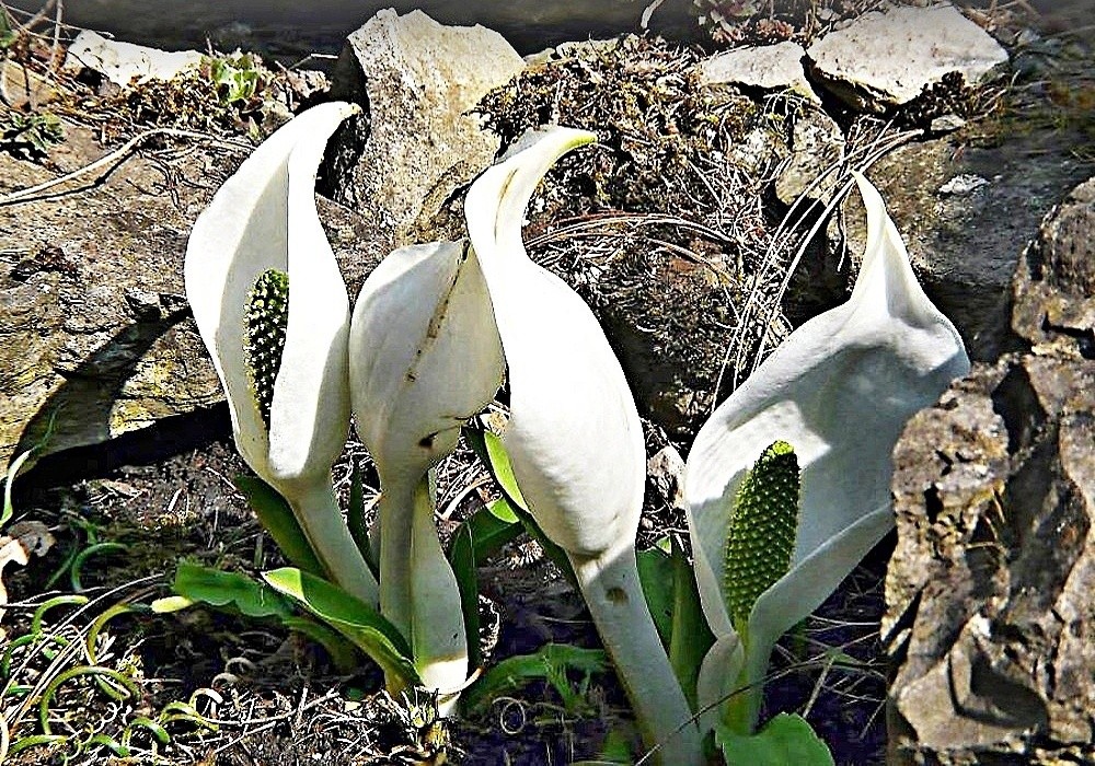 Lysichiton camtschatcensis - bažinatý kapsovec kamčatský