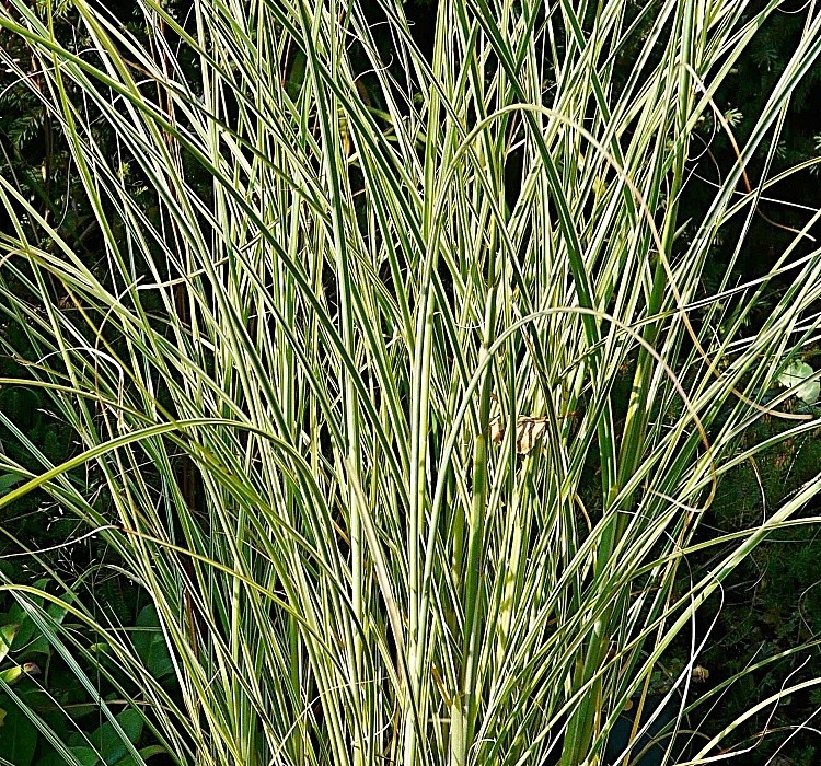 Miscanthus sinensis Morning Light - šedostříbrný miskantus