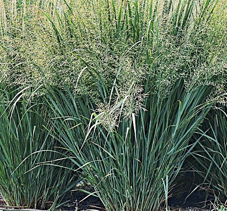 Panicum virgatum Strictum, proso