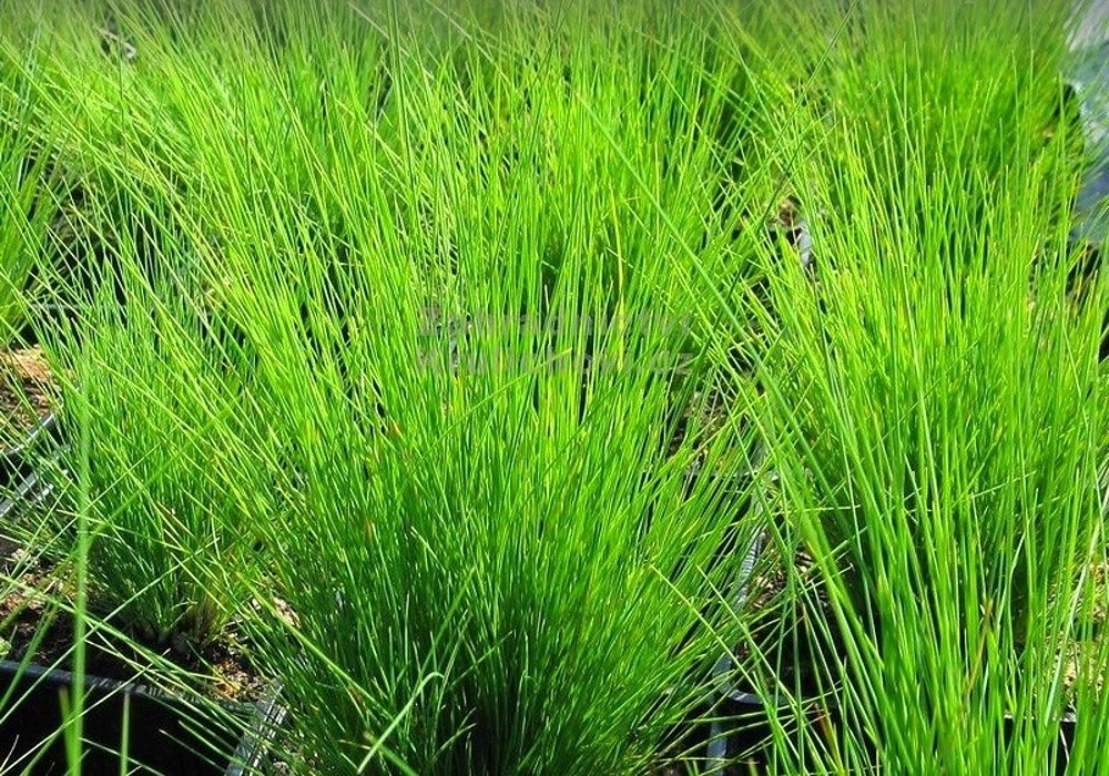 Kostřava - Festuca amethystima