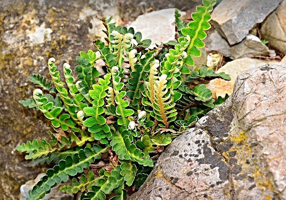 Ceterach officinarum - kyvor  lékařský