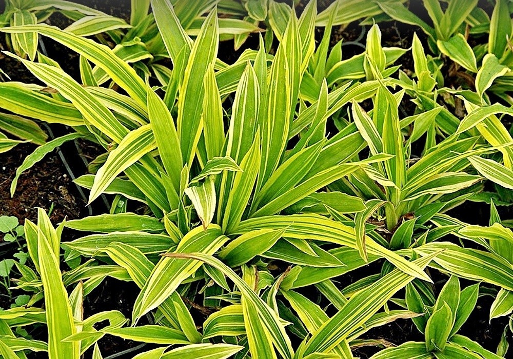 Carex siderosticha Variegata - nízká, dekorativní ostřice