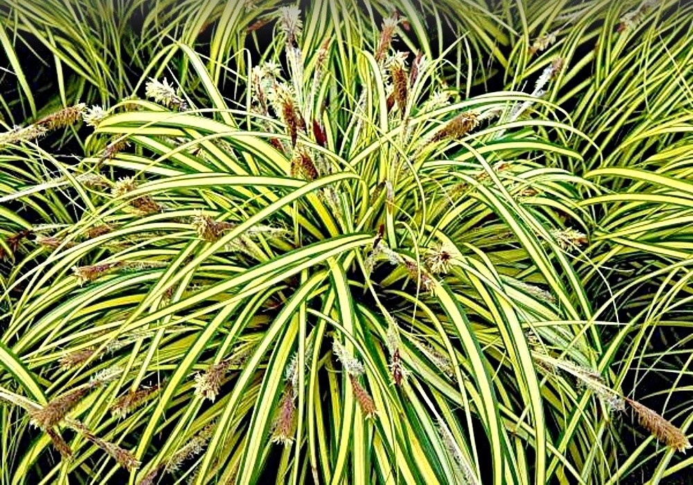 Carex oshimensis Evergold, ostřice