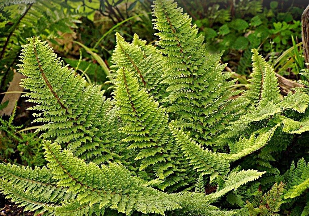 Polystichum setiferum  Plumosum Densum - kapradina hrálovitá