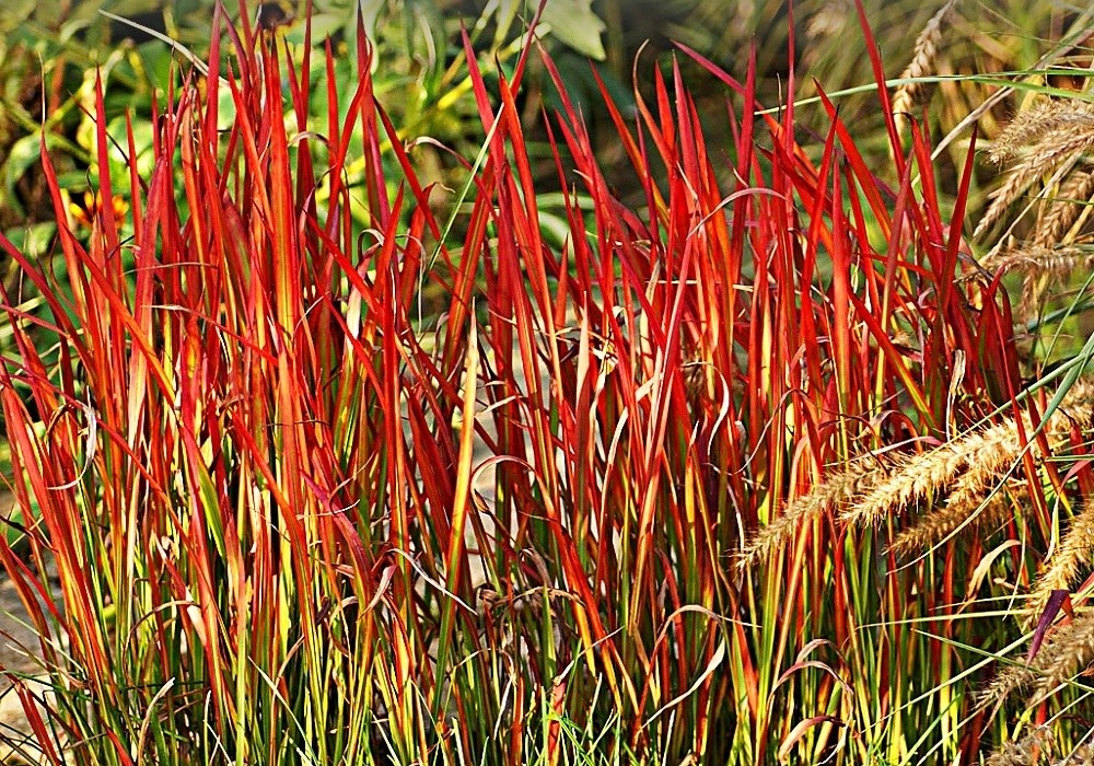 Porost červené traviny - Imperata cylindrica Red Baron