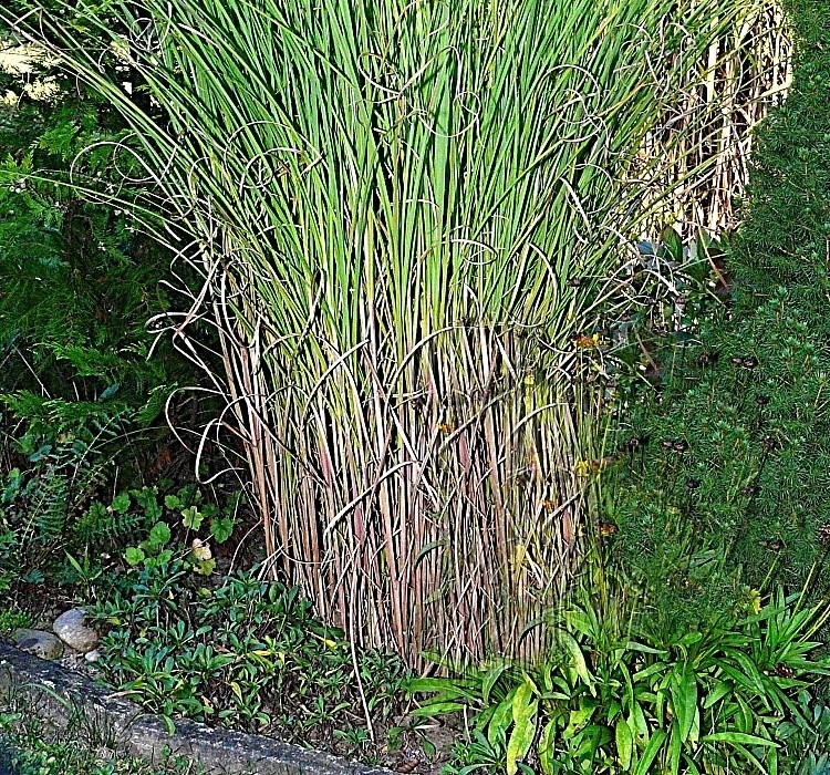 Miscanthus sinensis Gracillimus - miskantus