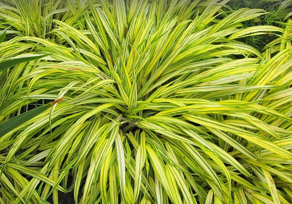 Hakenochloa macra Aureola - rákosík