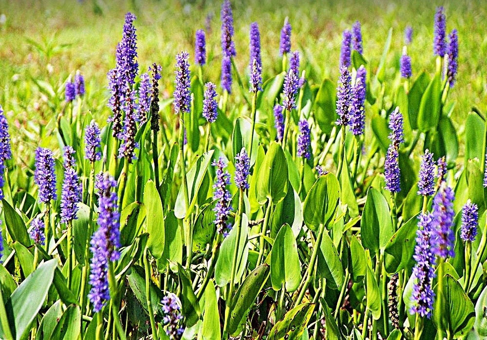 Pontederia cordata - modráska