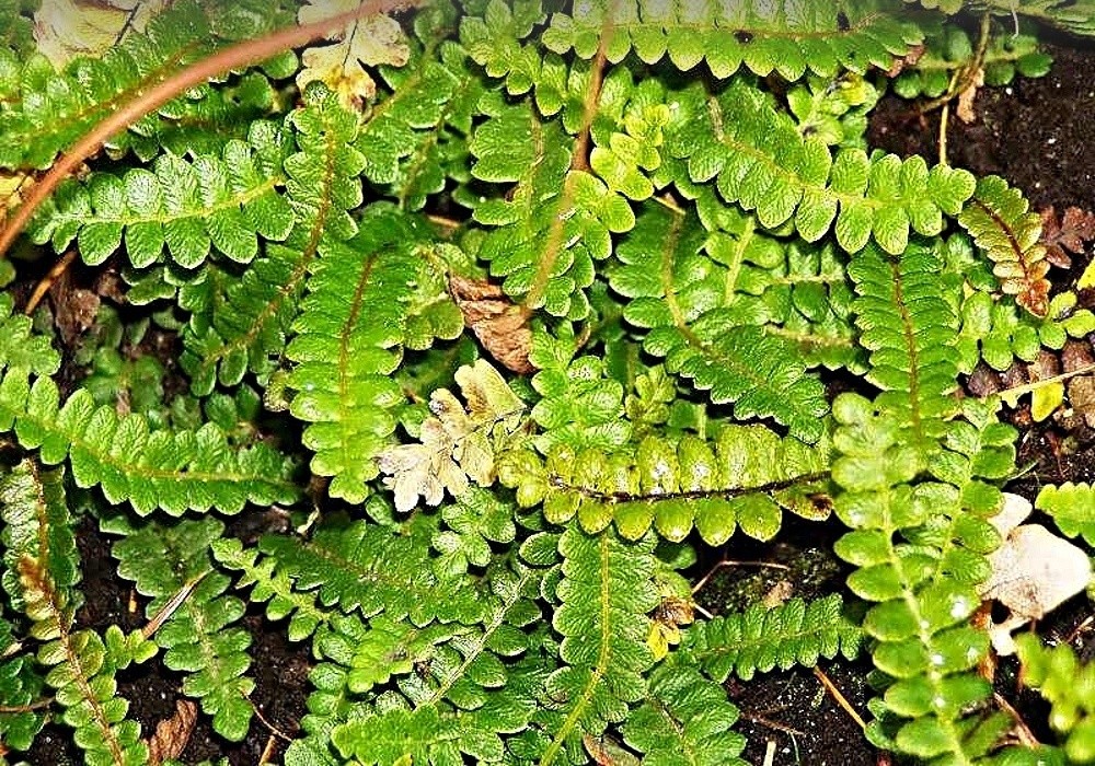 Blechnum pena-marina - žebrovice, poléhavá kapradina so mírného vlhka