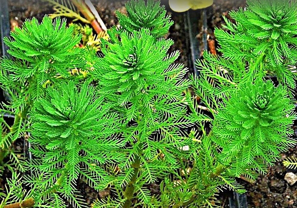 Myriophyllum aquaticum - stolístek