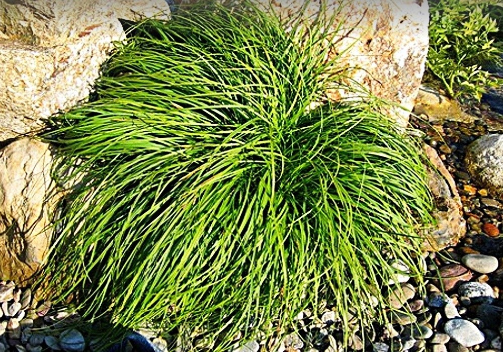 Ostřice - Carex caryophyllea The Beatles