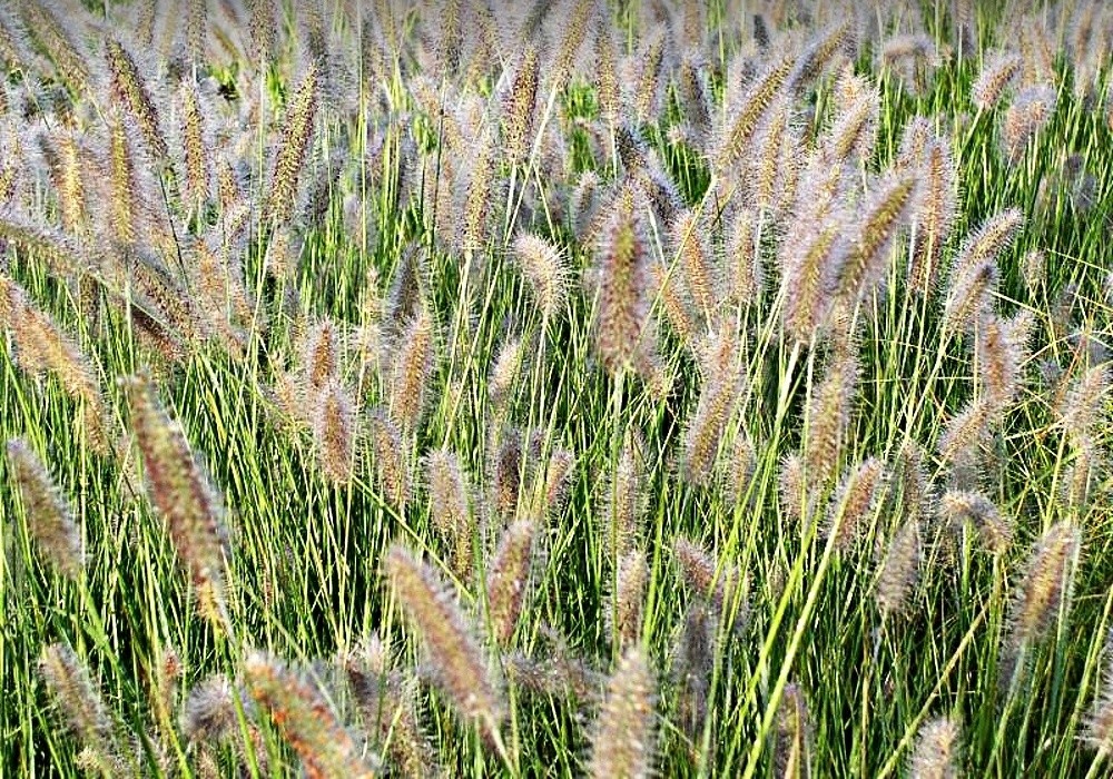 Pennisetum compressum, dochan, vousatec