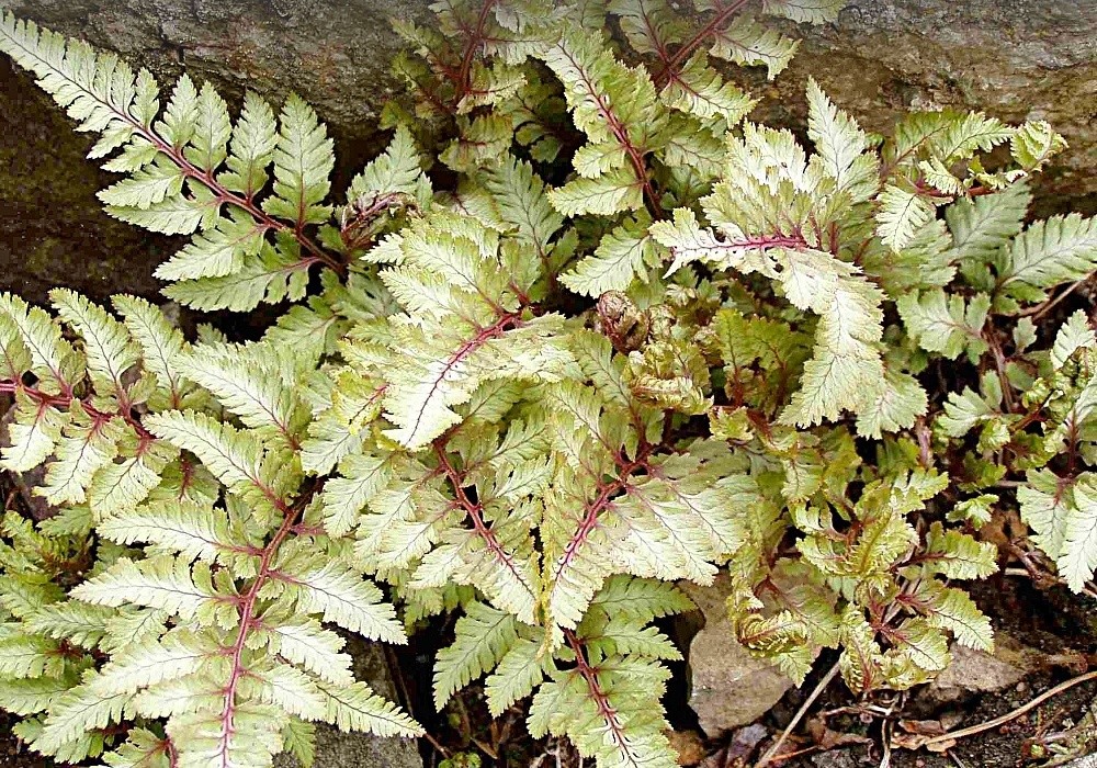 Athyrium iseanum Pictum - papratka stříbrná