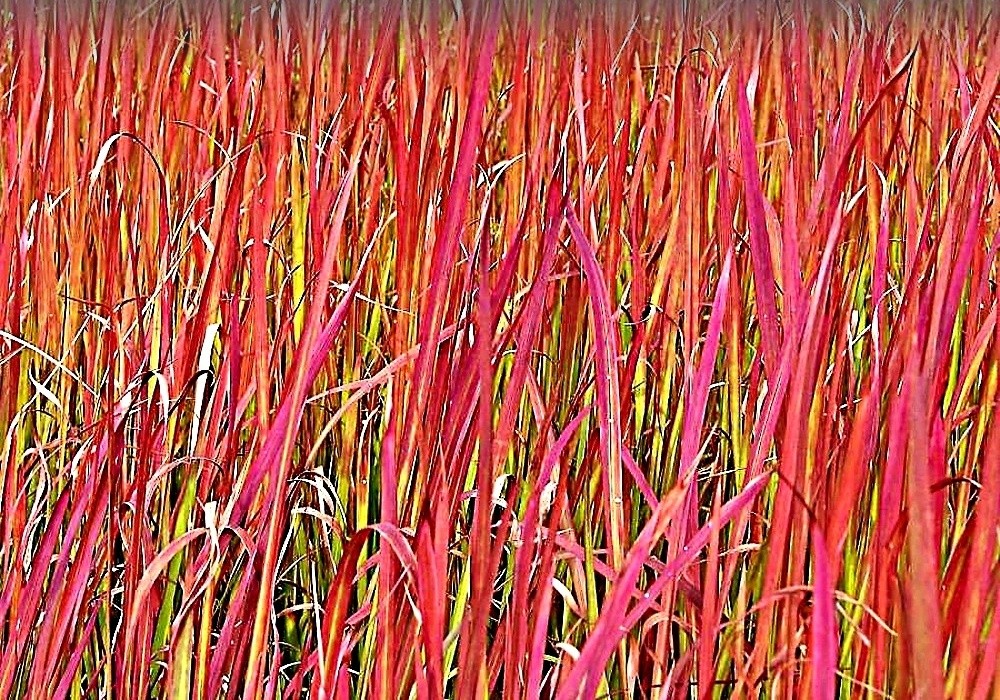 Imperata cylindrica Red Baron - lalang
