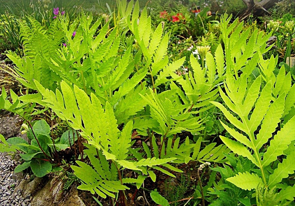 Kapradina - Polypodium vulgare, osladič