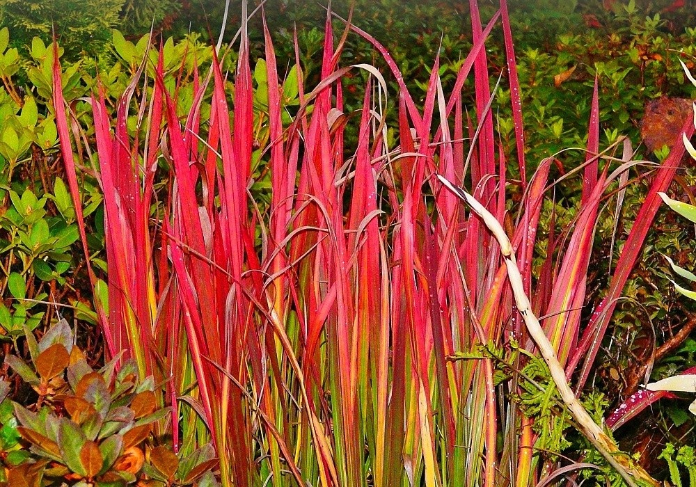 lalang červený - Imperata cylindrica Red Baron