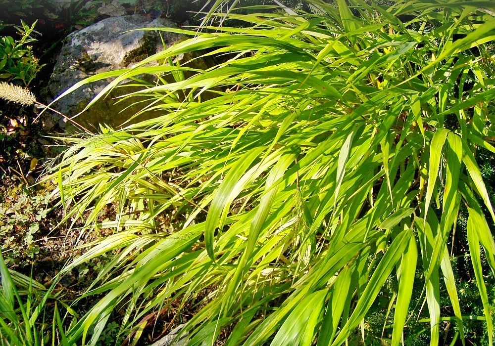 Čistě nádherně zelený rákosík - Hakenochloa macra