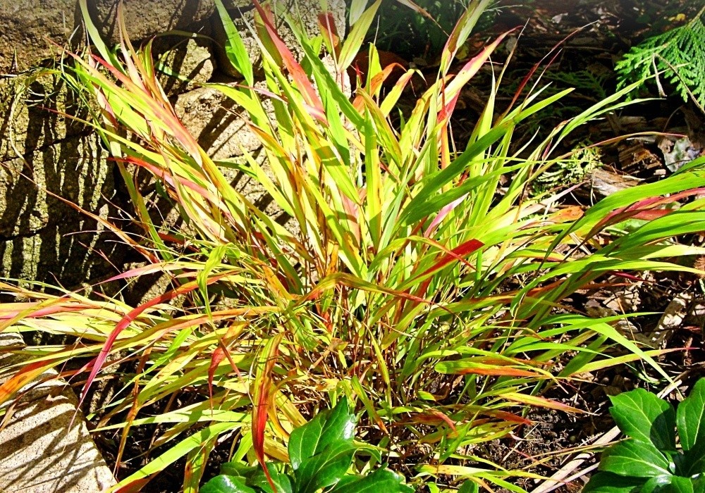 Nový kultivar rákosíku, Hakenochloa macra Green Theatre