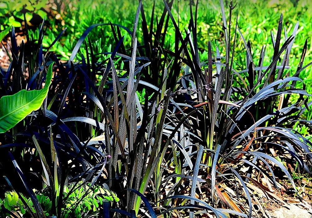 Ophipogon planiscapus Nigrescens,  sedoulek, 'černá tráva'