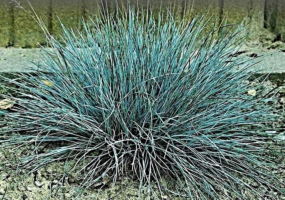 Festuca glauca, kostřava