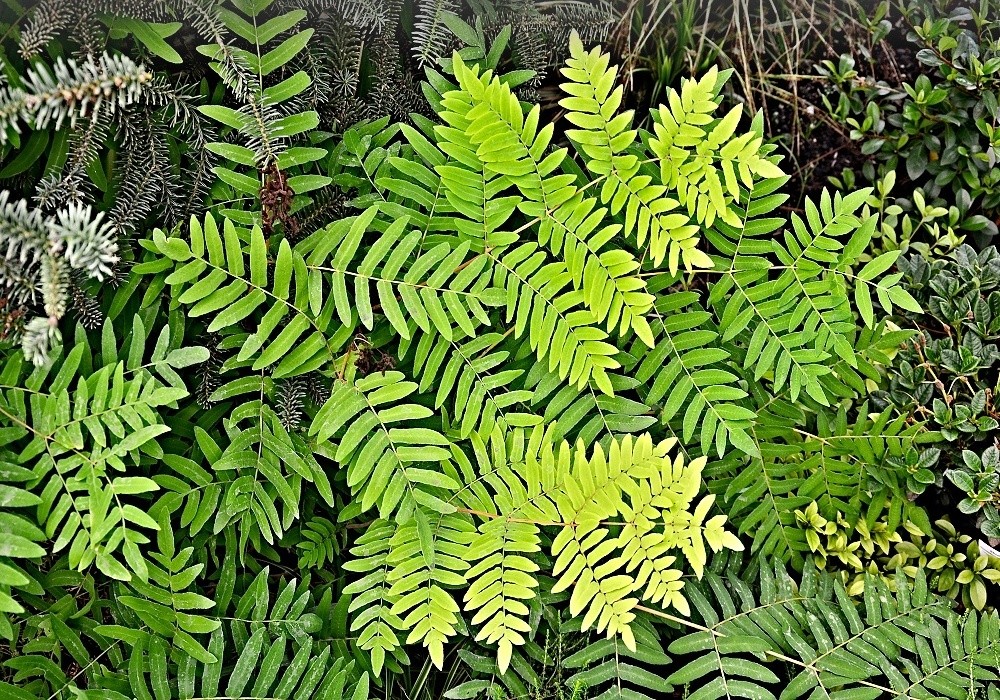 Osmunda regalis - podezřeň královská