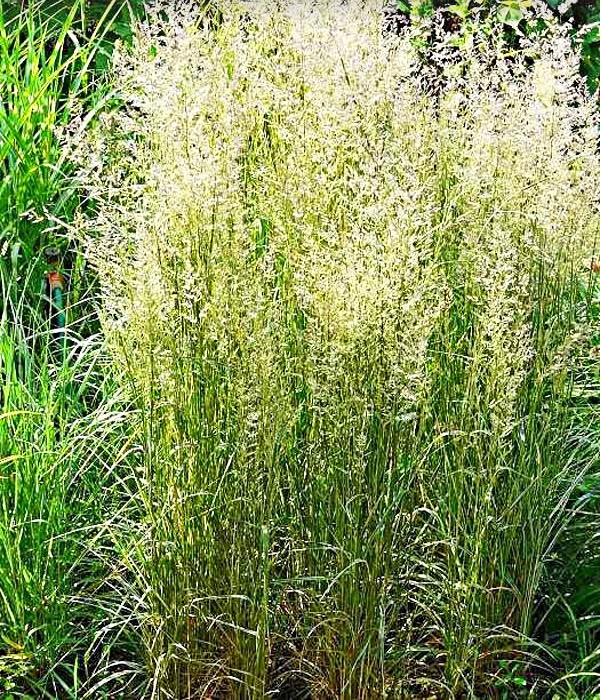 Calamagrostis acutiflora Overdam, třtina - koncem léta s latami květů je nádherná