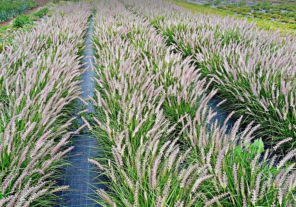 Pennisetum orientale, květy - vousatec východní