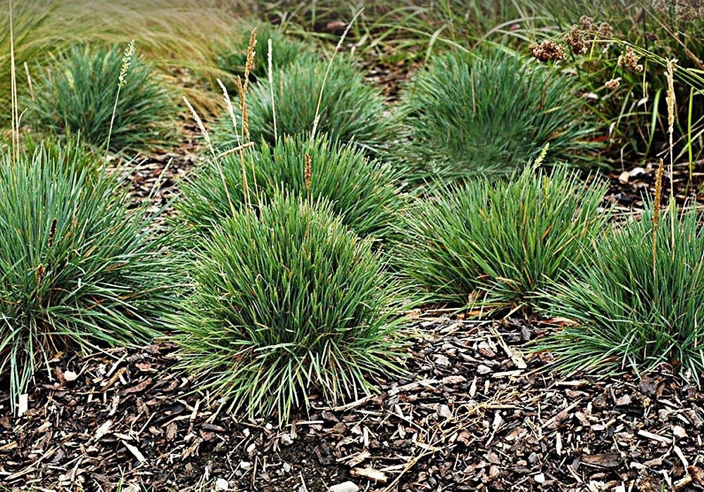 Koeleria glauca - suchomilný smělek