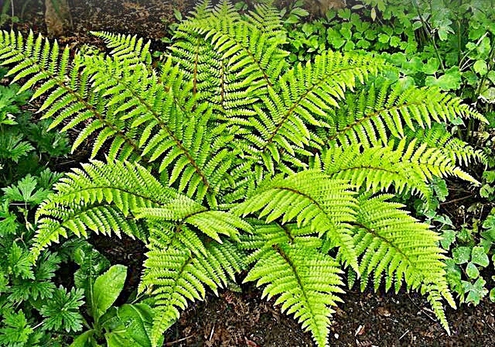 Polystichum polyblepharum - kapradina