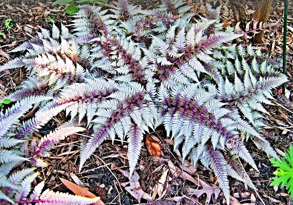 Athyrium niponicum Red Beauty - stříbrorudá papratka