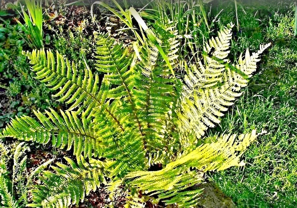 Dryopteris crassirhyzoma - majestátní mohutná kapraď