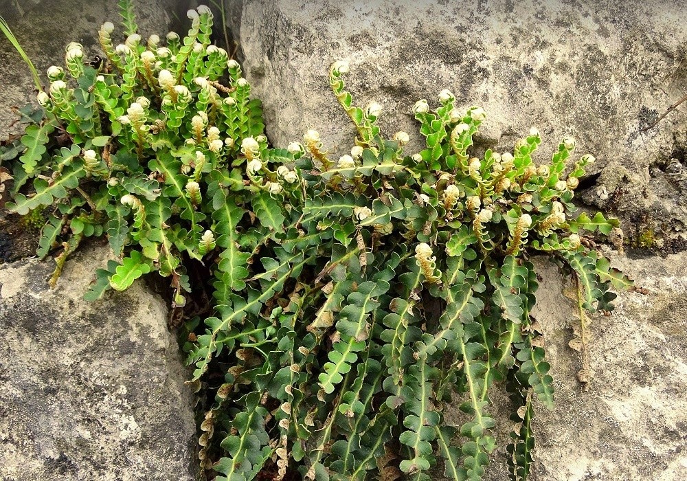 Ceterach officinarum - kyvor lékařský